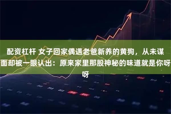 配资杠杆 女子回家偶遇老爸新养的黄狗，从未谋面却被一眼认出：原来家里那股神秘的味道就是你呀